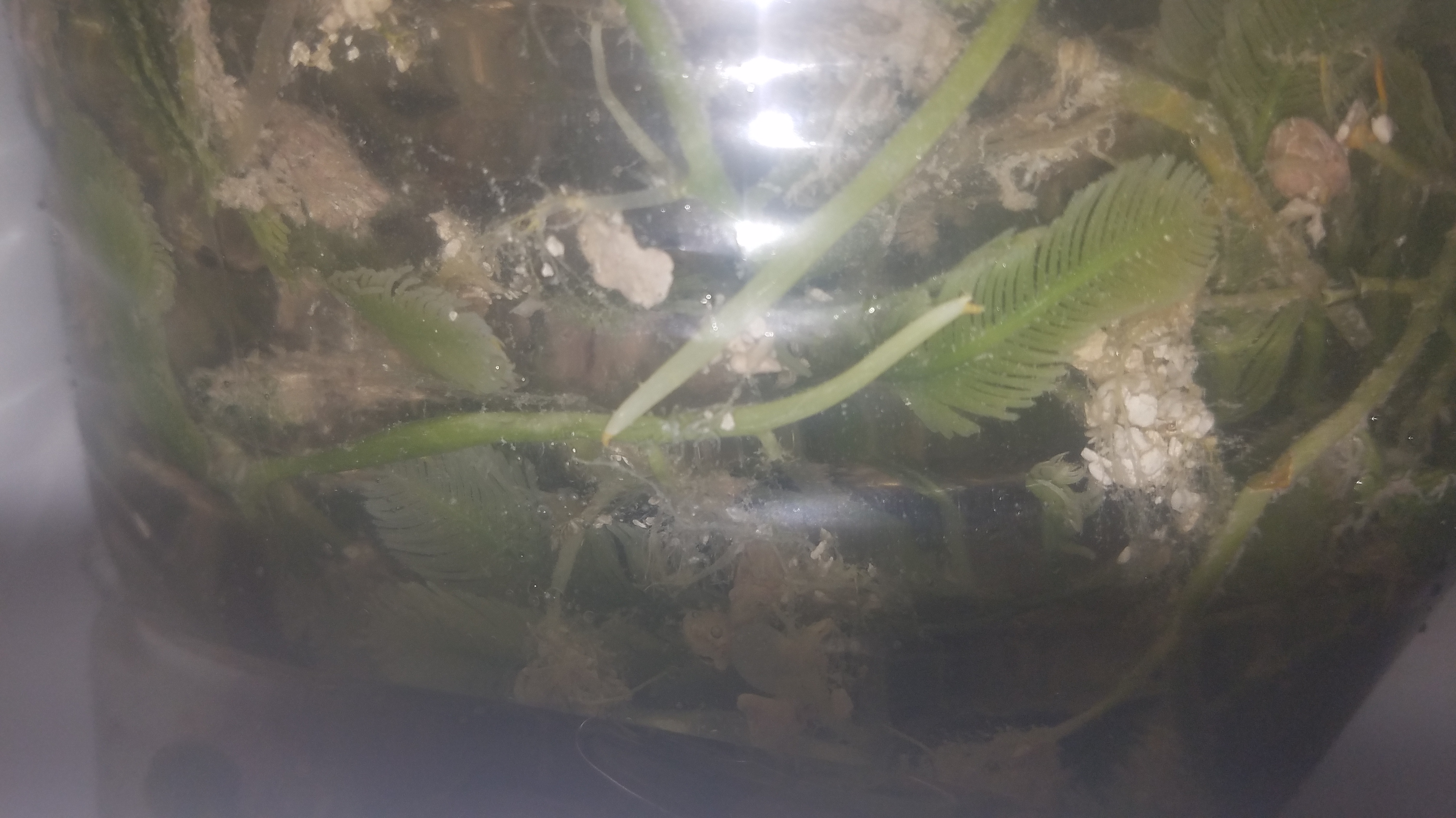 Palm Caulerpa