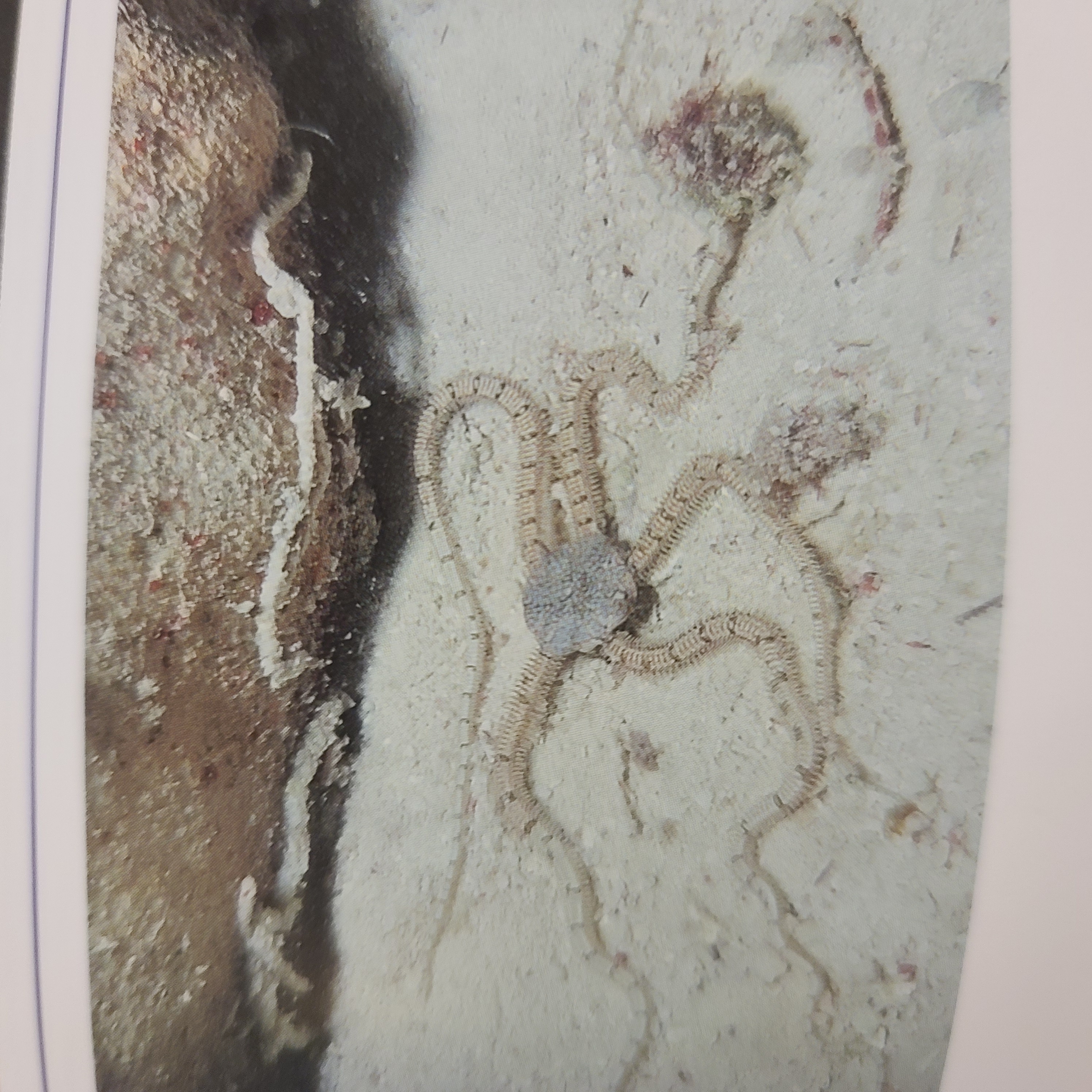 Reticulate brittel star
