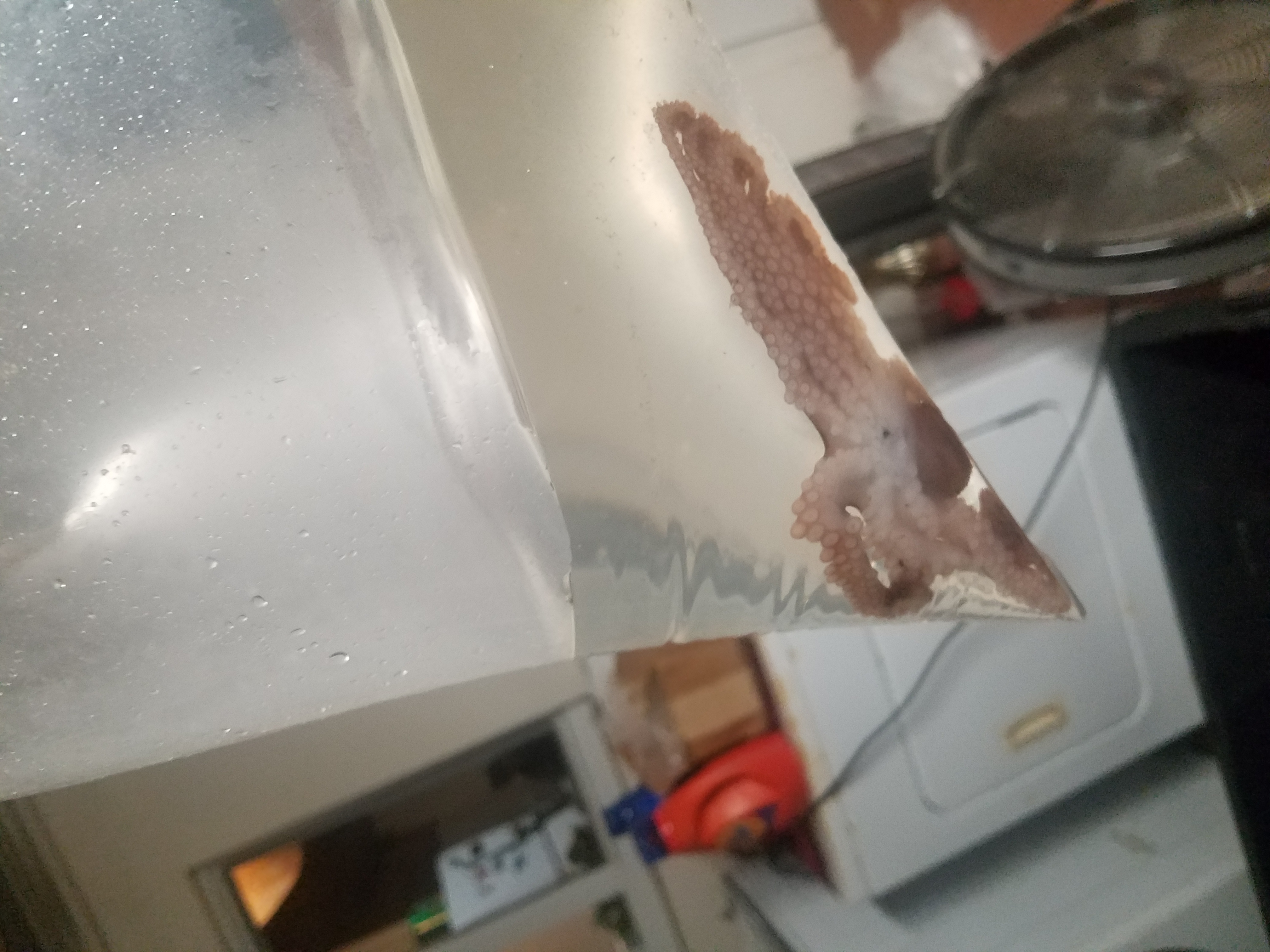 Octophus