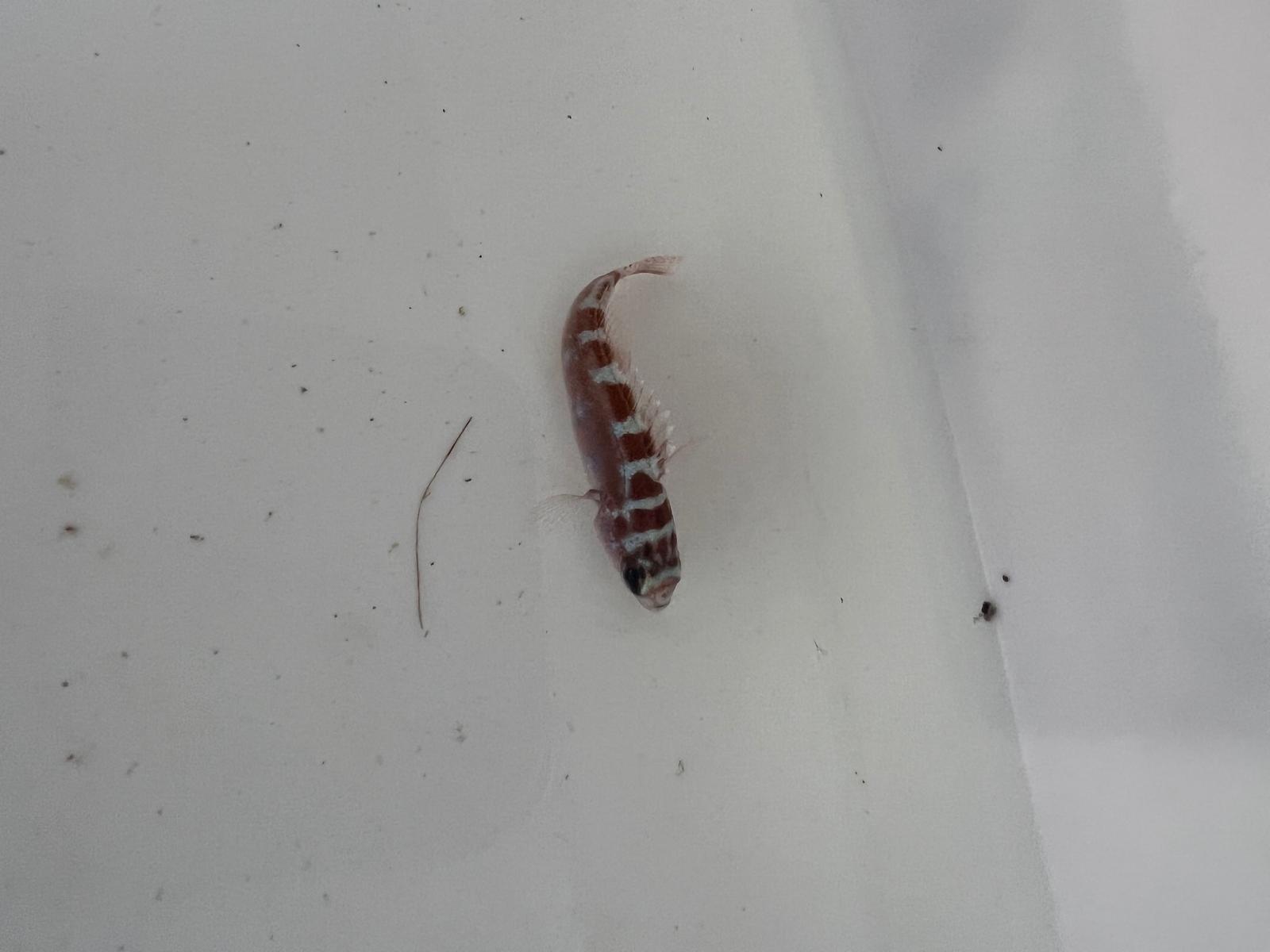 Chalk basslet