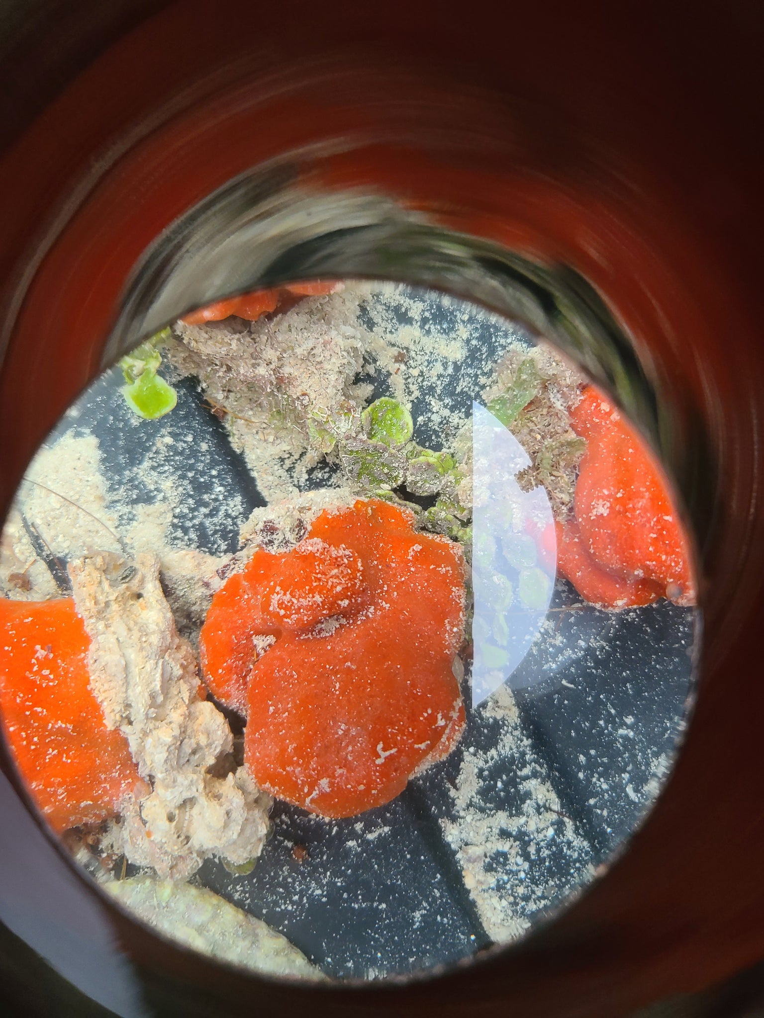 Red ball sponge