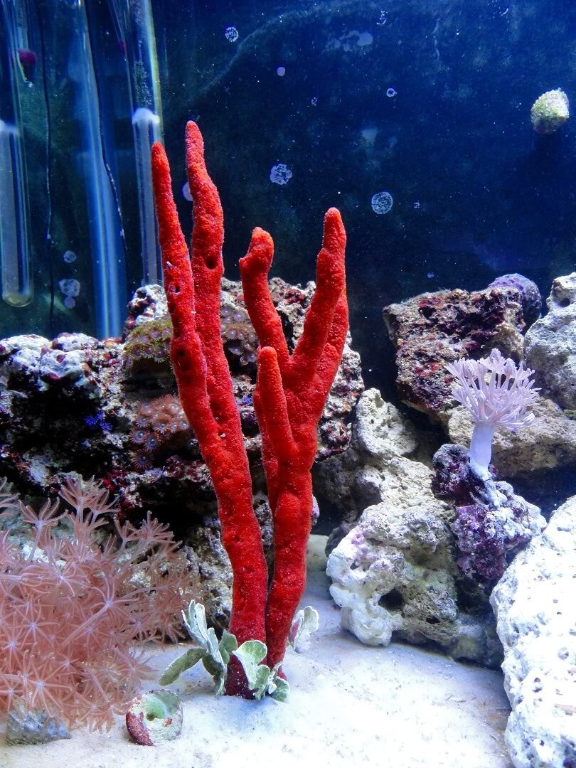 Orange tree sponge