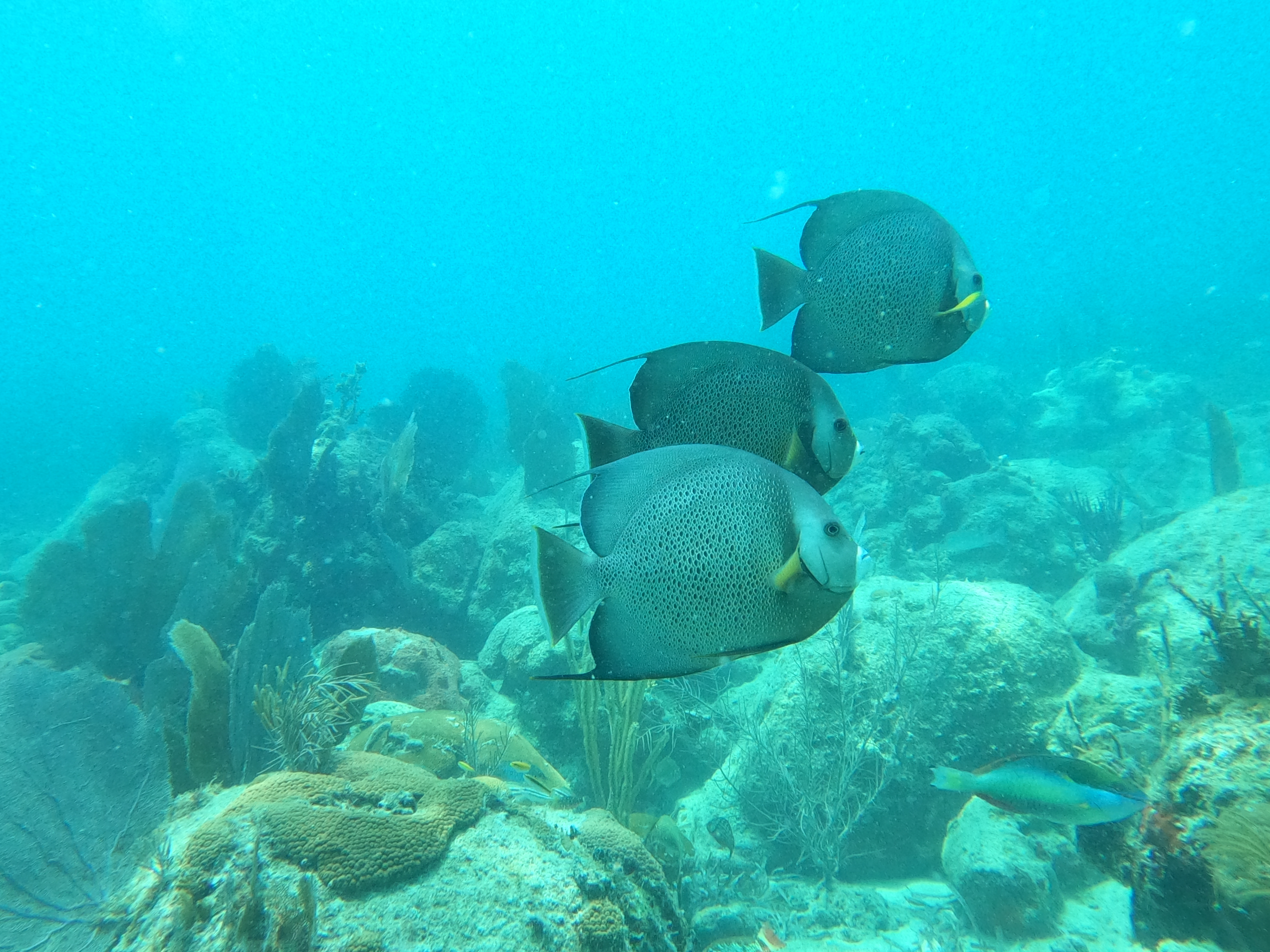 Townsend Angelfish Large 5-8 inch