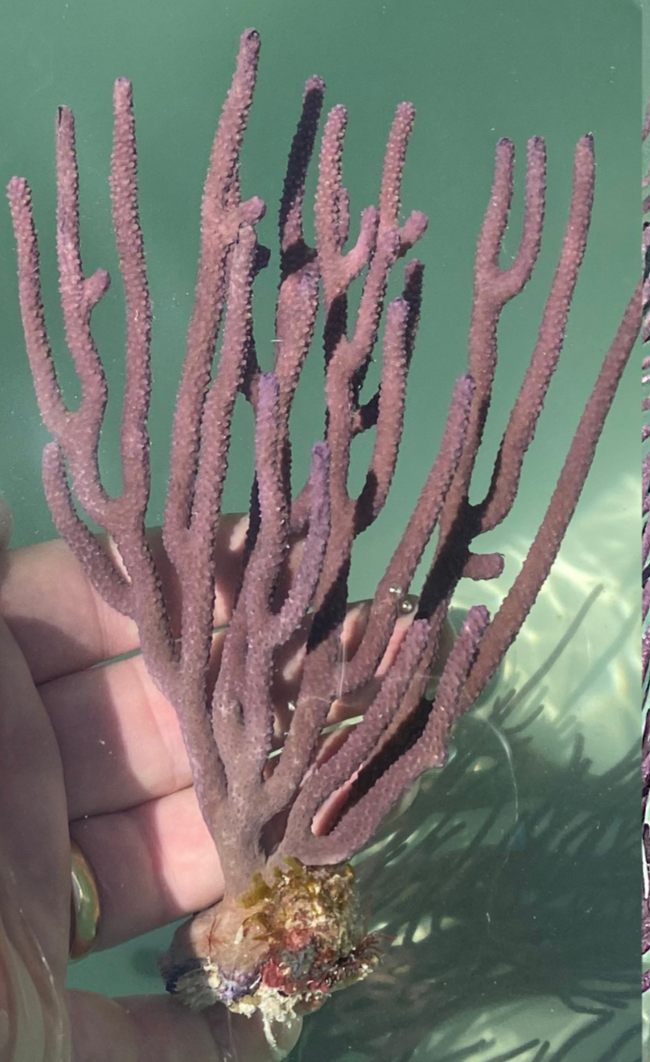 Gorgonia Candalabra