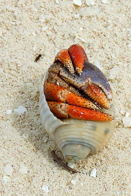 Big Hermit Crab