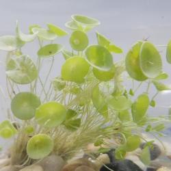 Acetabularia Calyculus