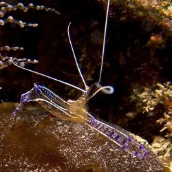 Anemone Shrimp