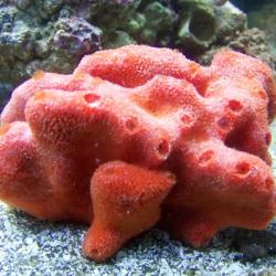 Ball Sponge