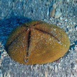 Sea Bisciut
