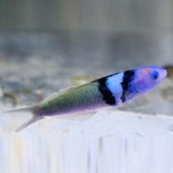 Blue Head Wrasses
