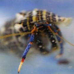 Blue Legs Hermit Crab White Shell