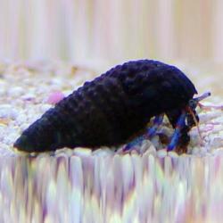 Blue Legs Hermit Crab Black Shell