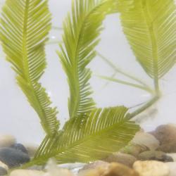 Feather Caulerpa sertulariodes