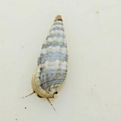 Cerith Snail