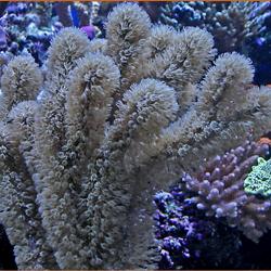 Corky Sea Finger