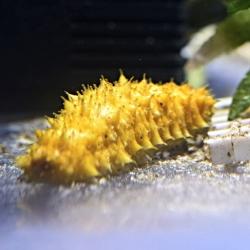 Sea Cucumber