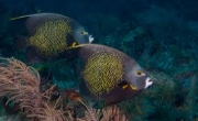 Blue Angelfish Large 5-8 inch