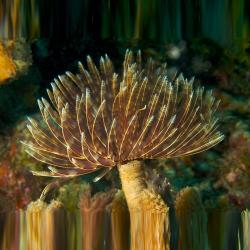 Feather Duster