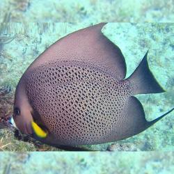 Black Angelfish Large 5-8 inch