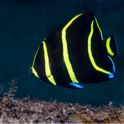 Black Angelfish Medium 3-5 inch