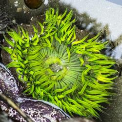 Green Bright Anemone