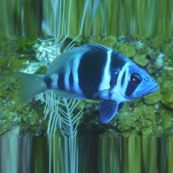 Hamelet, Indigo