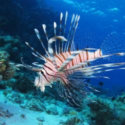 Lion Fish Large