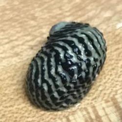 Nerite Snail