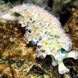 Nudibrach Lettuce