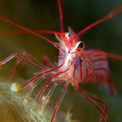 Peppermint Shrimp