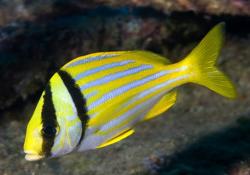 Porkfish