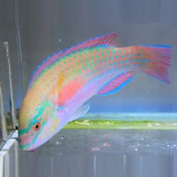 Princess Parrot Fish