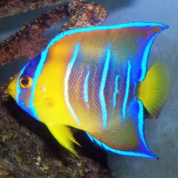 Queen Angelfish Small 1.75 - 3 inch