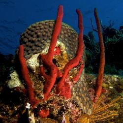 Red Frilly Sponge