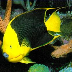 Rock Beauty Angelfish Large 5-8 inch