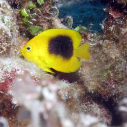 Rock Beauty Angelfish Small 1.5 - 3 inch
