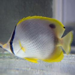 Spotfin Butterflyfish