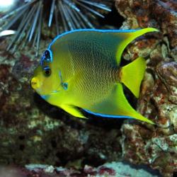 Townsend Angelfish Medium 3-5 inch