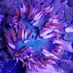 Ultra Flower Anemone